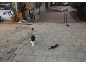 Anne Kedi, Köpeğin Parçaladığı Yavrularının Başından Ayrılmadı
