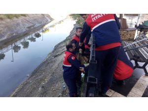 Sulama Kanalında Mahsur Kalan Köpeği Cankur Kurtardı