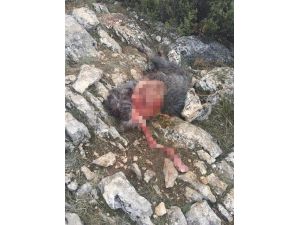 Başıboş Köpekler Keçi Sürüsüne Saldırdı