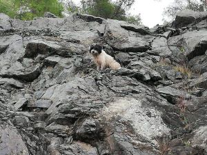 Kayalıklarda Mahsur Kalan Köpeği İtfaiye Kurtardı