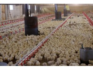 Konkordato İlan Eden Tavukçuluk Firmasına Yem Desteği