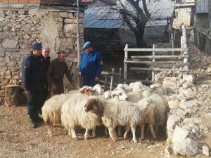 Kayıp Hayvanları Jandarma Buldu