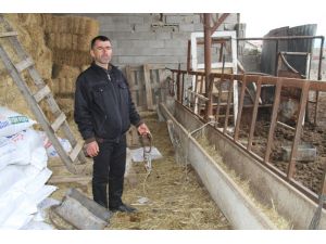 Vurularak Çöp Arabasına Atılan Köpek Tartışması Büyüyor