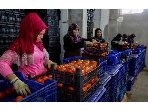 Antalya'dan Tanzim Satış Noktalarına 3 Günde 1000 Ton Sebze Gönderildi