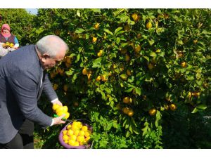 Erdemli Belediyesi, Limonata Fabrikası Kurmak İçin Çalışma Yapacak