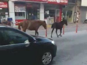 Ana Caddede Gezinti Yapan Başıboş Atlar Şaşırttı