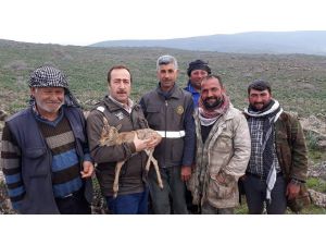 Yavru Dağ Ceylanını Çobanlar Kurtardı