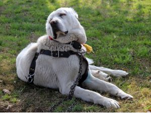 Köpek Irk Standartları Türkiye Şampiyonası