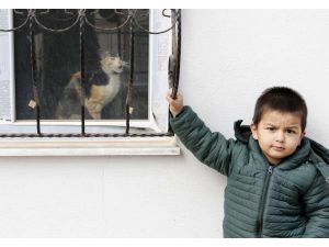 Boş Dairede Mahsur Kalan Kedi Kurtarıldı