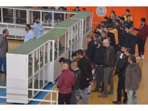 Güvercinler Görücüye Çıktı
