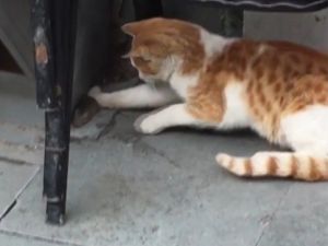 Sokak Kedisi Fareyle Böyle Oynadı