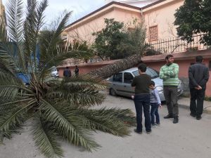 İskenderun’da Fırtına Ağaçları Devirdi, Otomobillere Zarar Verdi