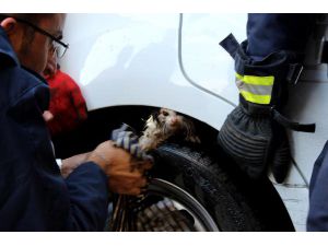 Yavru Kedi, Girdiği Kamyonetten Tazyikli Suyla Çıkarıldı