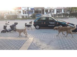Mut’ta Başıboş Köpekler Korku Saçıyor
