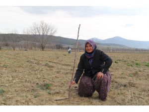 Hünnap Yemeyi Değil, Hünnap Yetiştirmeyi Öğrettiler