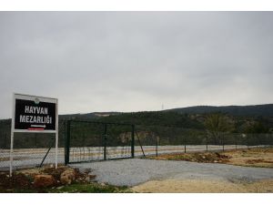 Mersin’de Belediyeden Hayvan Mezarlığı