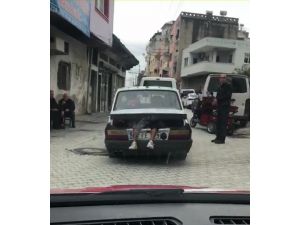 Bagajdan Sarkan Bir Çift Bacak Görenleri Şaşırdı