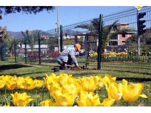 Alanya'da Peyzaj Çalışması