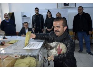 130 Santim Boyundaki İmran Oy Kullanmaya Çilli Horozuyla Geldi