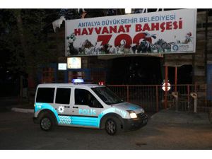 Antalya'da Hayvanat Bahçesinden 'Kurt' Kaçtı
