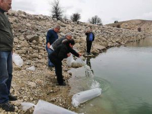 Göletlere 50 Bin Sazan Yavrusu Bırakıldı