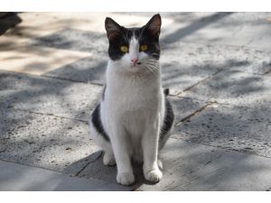 Patisiyle Kapıyı Açan Kedi Fenomen Oldu