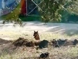 Kaçan Kurdu Bulma Çalışmalarında 'Asılsız İhbar' Sorunu