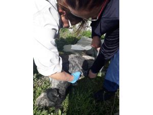 Gömülü Olarak Bulunan 15 Köpek Ve 1 Kedi İçin Belediyeye İdari Cezası