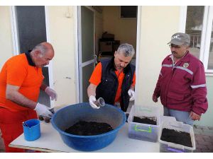 Manavgat'ta Orman Zararlılarıyla Biyolojik Mücadele