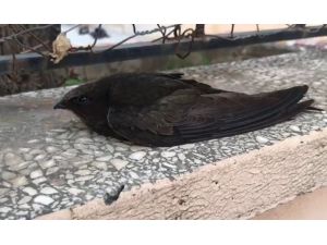 Hatay’da Ebabil Kuşu Bulundu