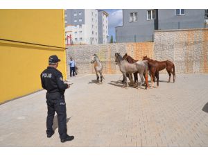 Firari Atlar Trafiği Birbirine Kattı