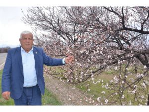 Elbistan’da Çiçek Açan Kayısı Ağaçları Çiftçiyi Umutlandırdı