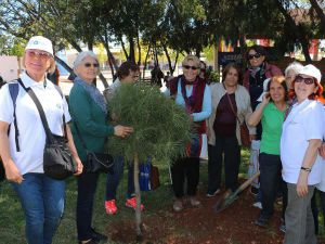 Akm Bahçesine Zeytin, Çam, Portakal Fidanı Diktiler