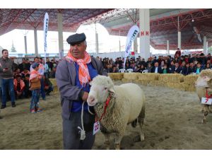 Burdur’da Defile Gibi Hayvan Güzellik Yarışması