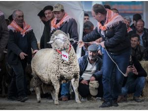 Koçların ’Sultan’ı Birinciliği Kimseye Kaptırmadı