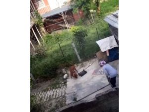 Köpekle Kavga Eden Kadına Tepki Yağdı