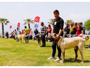 Türklere Ait 3 Köpek Irkı Daha Ab Yolunda