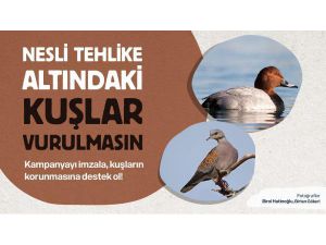 Nesli Tehlike Altındaki Üveyik Ve Elmabaş Patka Vurulmasın Çağrısı