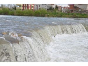 Göç Yolundaki Balıklar Şelaleye Takıldı