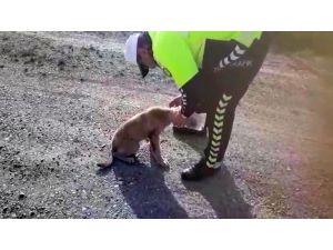 Kafasına Geçirilen Bidonla Dolaşan Köpeği Polis Kurtardı