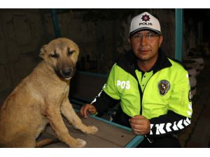 Yaralı Köpeğe Polis Sahip Çıktı