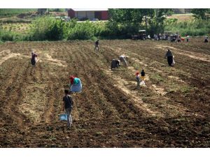 Dar Gelirli Aileler Başağa Hücum Etti