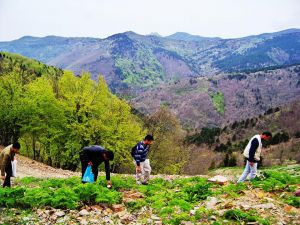 Terörden Arındırılan Amanoslar’da Mantar Avı