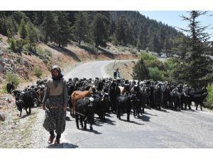 Yörükler Yayla Yoluna Çıktı