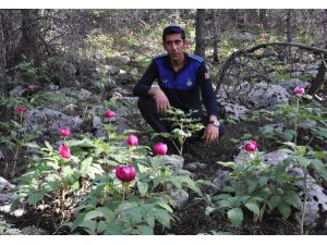 Torosların 'Yaban' Gülü Açtı