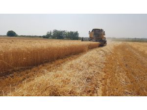 Osmaniye’de Buğday Hasadı Başladı