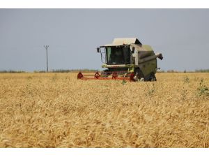 Adana’da Buğday Hasadı Başladı