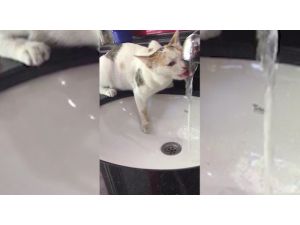 Minik Kedi Susuzluğunu Musluktan Giderdi