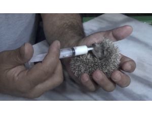 Kuyuya Düşen Kirpiyi İtfaiye Kurtardı