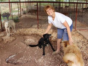 İngiliz Emekli Öğretmen 33 Sokak Köpeğine Bakıyor